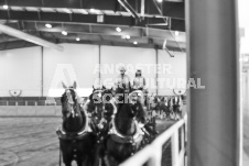 ete's Photography - Equine photography of various equine events at the Ancaster Fair including riding, driving, single carts and six draft horse hitches.