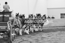 ete's Photography - Equine photography of various equine events at the Ancaster Fair including riding, driving, single carts and six draft horse hitches.