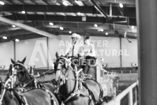 ete's Photography - Equine photography of various equine events at the Ancaster Fair including riding, driving, single carts and six draft horse hitches.