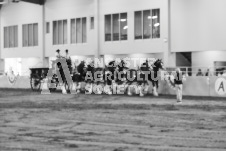 ete's Photography - Equine photography of various equine events at the Ancaster Fair including riding, driving, single carts and six draft horse hitches.