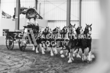 ete's Photography - Equine photography of various equine events at the Ancaster Fair including riding, driving, single carts and six draft horse hitches.