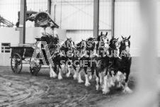 ete's Photography - Equine photography of various equine events at the Ancaster Fair including riding, driving, single carts and six draft horse hitches.