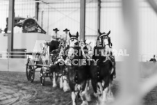 ete's Photography - Equine photography of various equine events at the Ancaster Fair including riding, driving, single carts and six draft horse hitches.