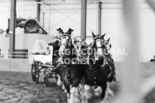 ete's Photography - Equine photography of various equine events at the Ancaster Fair including riding, driving, single carts and six draft horse hitches.