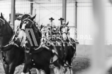 ete's Photography - Equine photography of various equine events at the Ancaster Fair including riding, driving, single carts and six draft horse hitches.