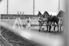 ete's Photography - Equine photography of various equine events at the Ancaster Fair including riding, driving, single carts and six draft horse hitches.