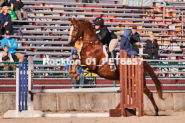 Equestrian photos by Pete's Photography of the 2024 Rockton World's Fair Equestrian Hunter Jumper series held in Rockton, Ontario, Canada.