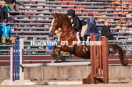 Equestrian photos by Pete's Photography of the 2024 Rockton World's Fair Equestrian Hunter Jumper series held in Rockton, Ontario, Canada.