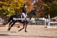 Equestrian photos by Pete's Photography of the 2024 Rockton World's Fair Equestrian Hunter Jumper series held in Rockton, Ontario, Canada.