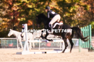 Equestrian photos by Pete's Photography of the 2024 Rockton World's Fair Equestrian Hunter Jumper series held in Rockton, Ontario, Canada.