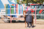 Equestrian photos by Pete's Photography of the 2024 Rockton World's Fair Equestrian Hunter Jumper series held in Rockton, Ontario, Canada.