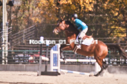 Equestrian photos by Pete's Photography of the 2024 Rockton World's Fair Equestrian Hunter Jumper series held in Rockton, Ontario, Canada.