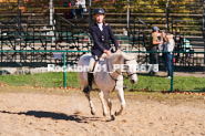 Equestrian photos by Pete's Photography of the 2024 Rockton World's Fair Equestrian Hunter Jumper series held in Rockton, Ontario, Canada.