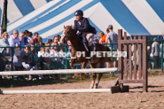 Equestrian photos by Pete's Photography of the 2024 Rockton World's Fair Equestrian Hunter Jumper series held in Rockton, Ontario, Canada.