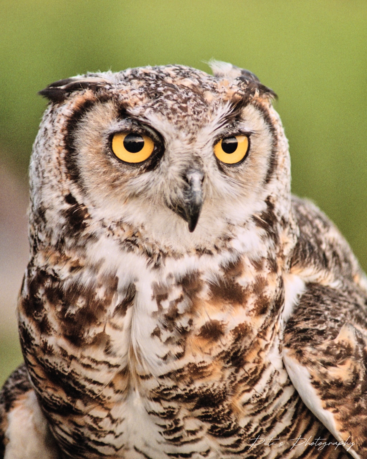 Great Horned Owl - Captured near Simcoe, Ontario, Canda